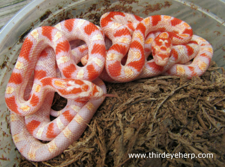 Reverse Okeetee Corn Snakes
